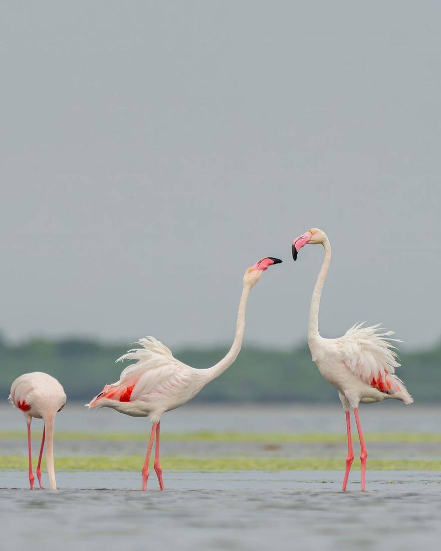 Flamingos on a wetland