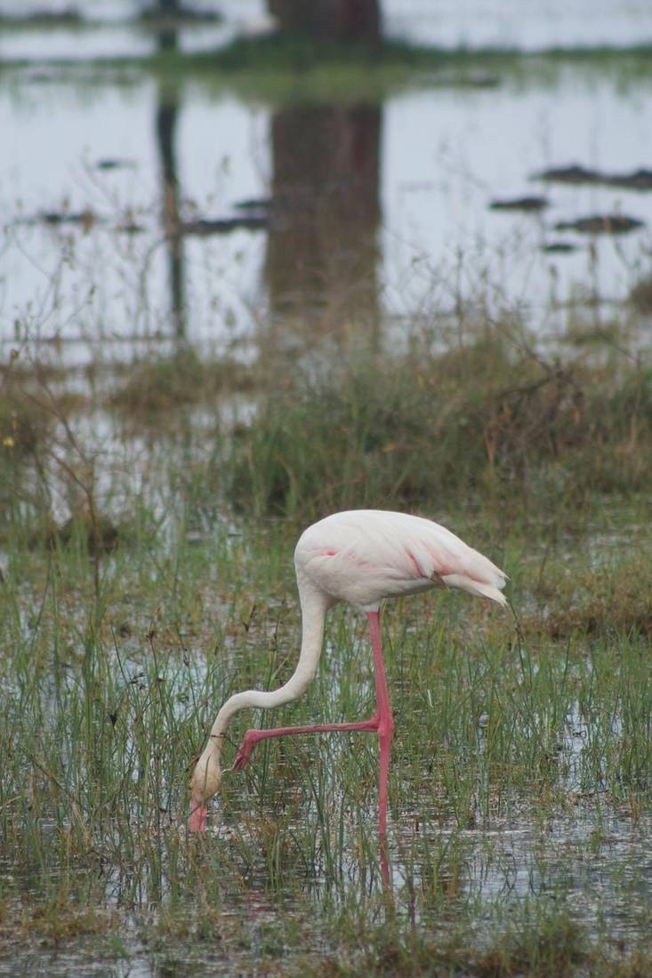 Greater flamingo