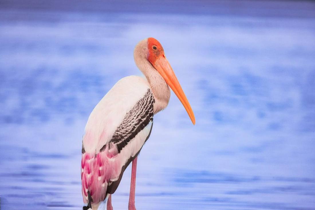 Painted stork in the wetlands