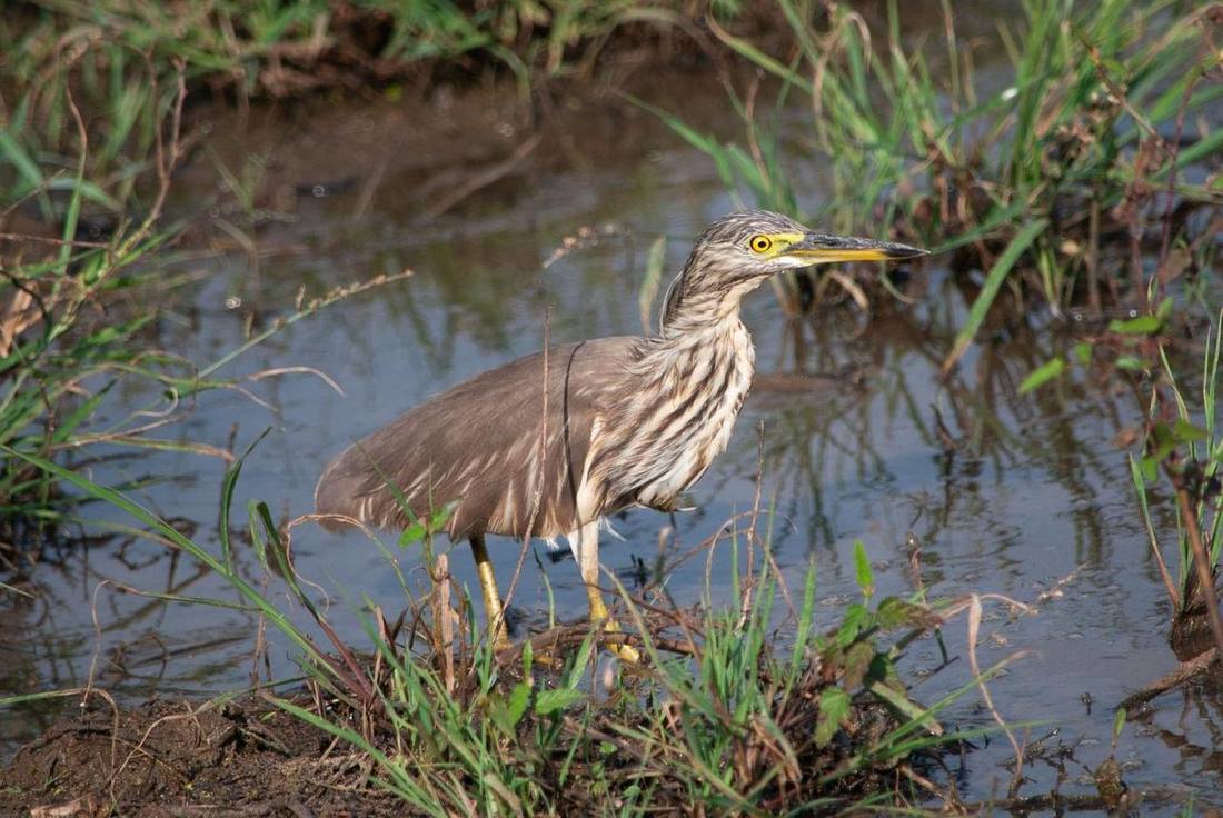 Pond heron