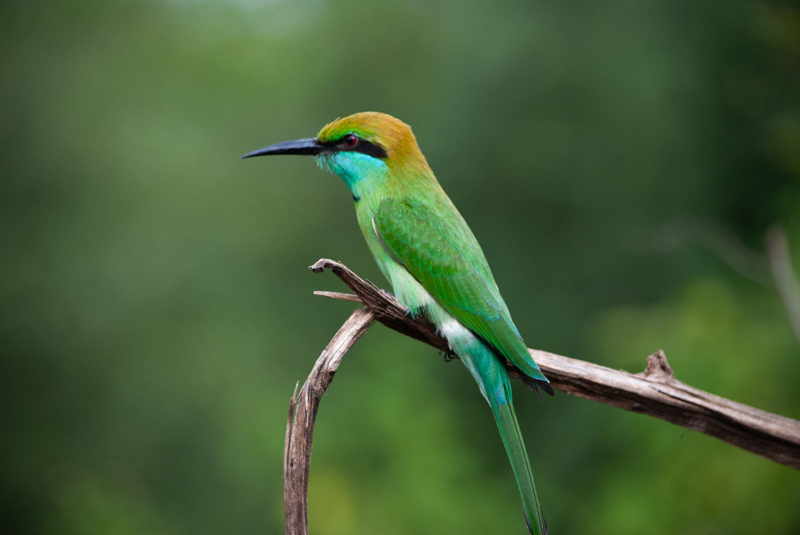 Bundala National Park
