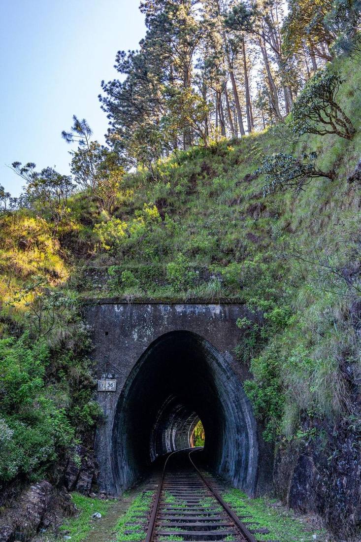 Train tunnel in lush greenery