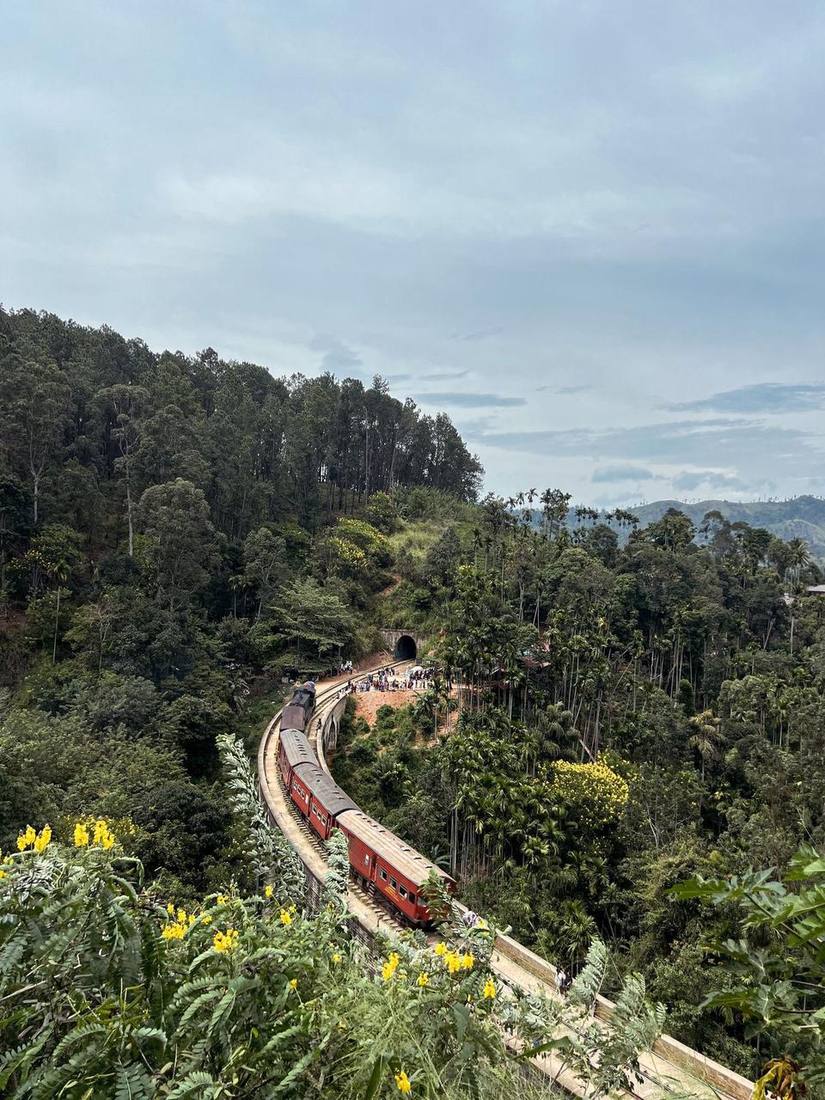Train journey through forest