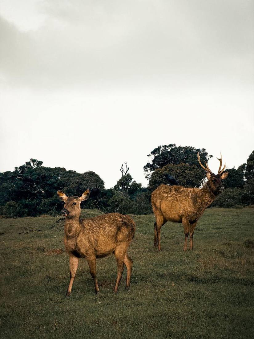 Sambar deer grazing on Horton Plains