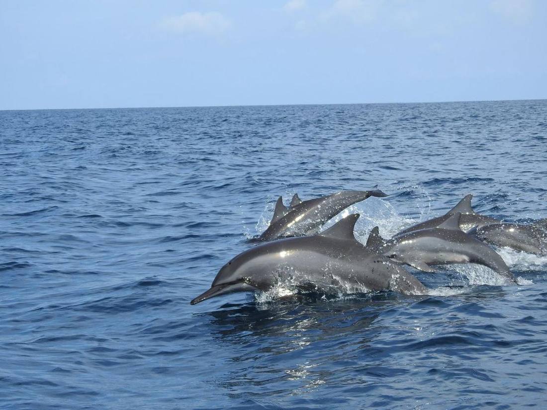 A pod of dolphins