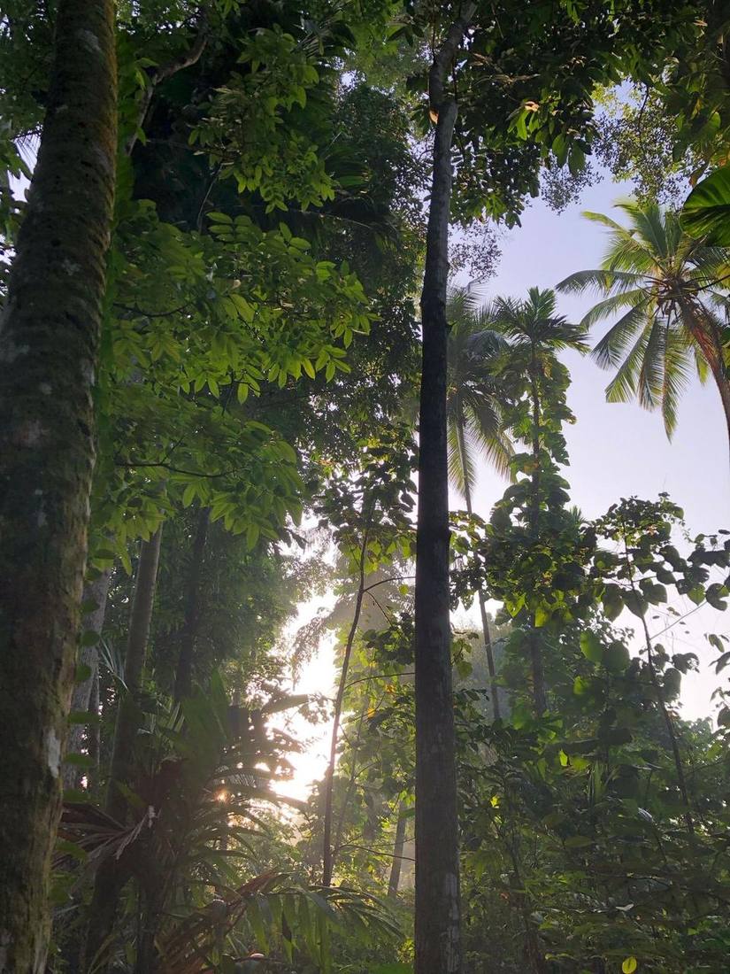 Tropical jungle at sunrise