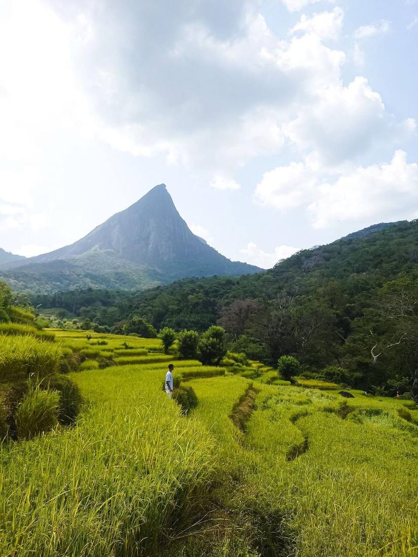 Paddy fields in Meemure