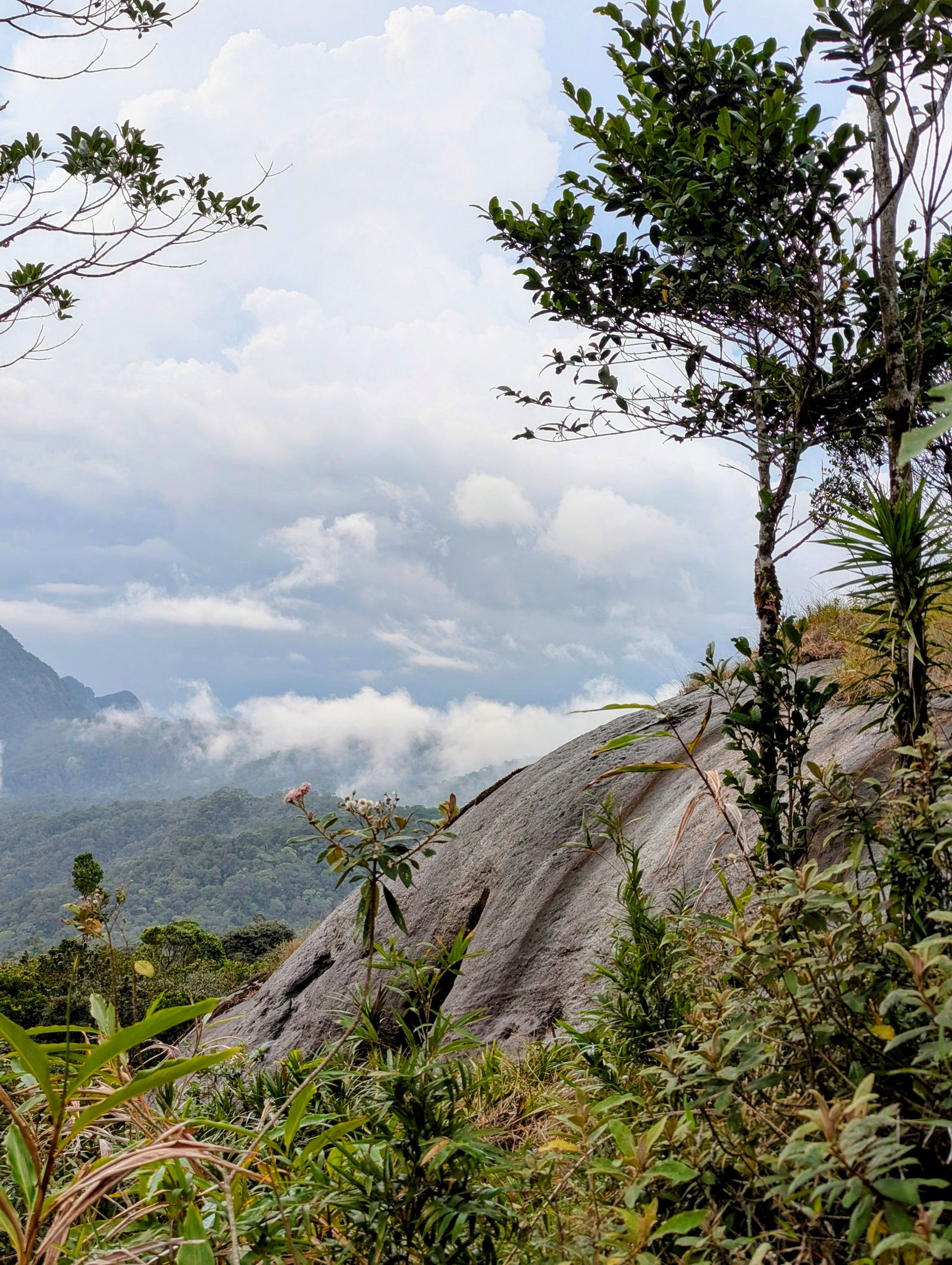 Knuckles Mountain Range