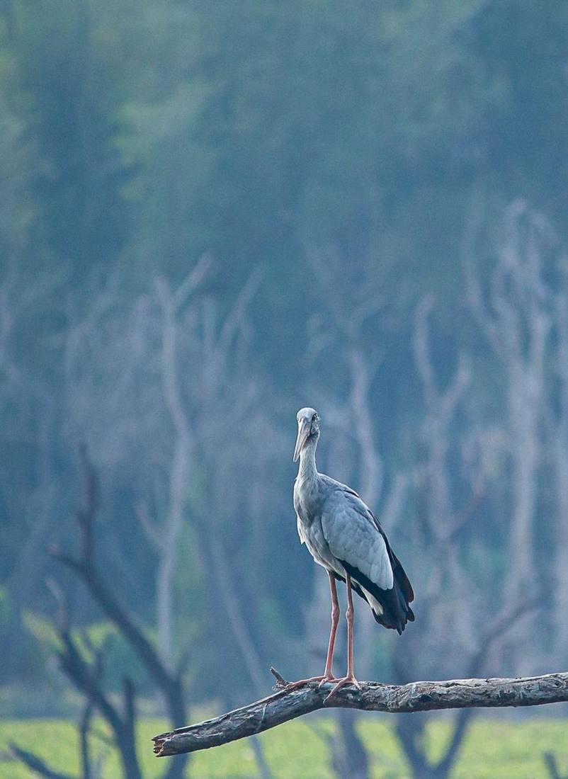 Open-billed stork