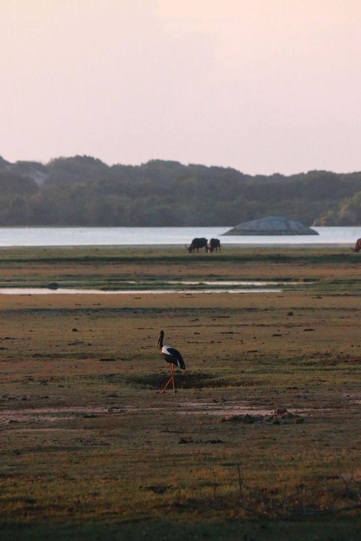 Stork beside the water