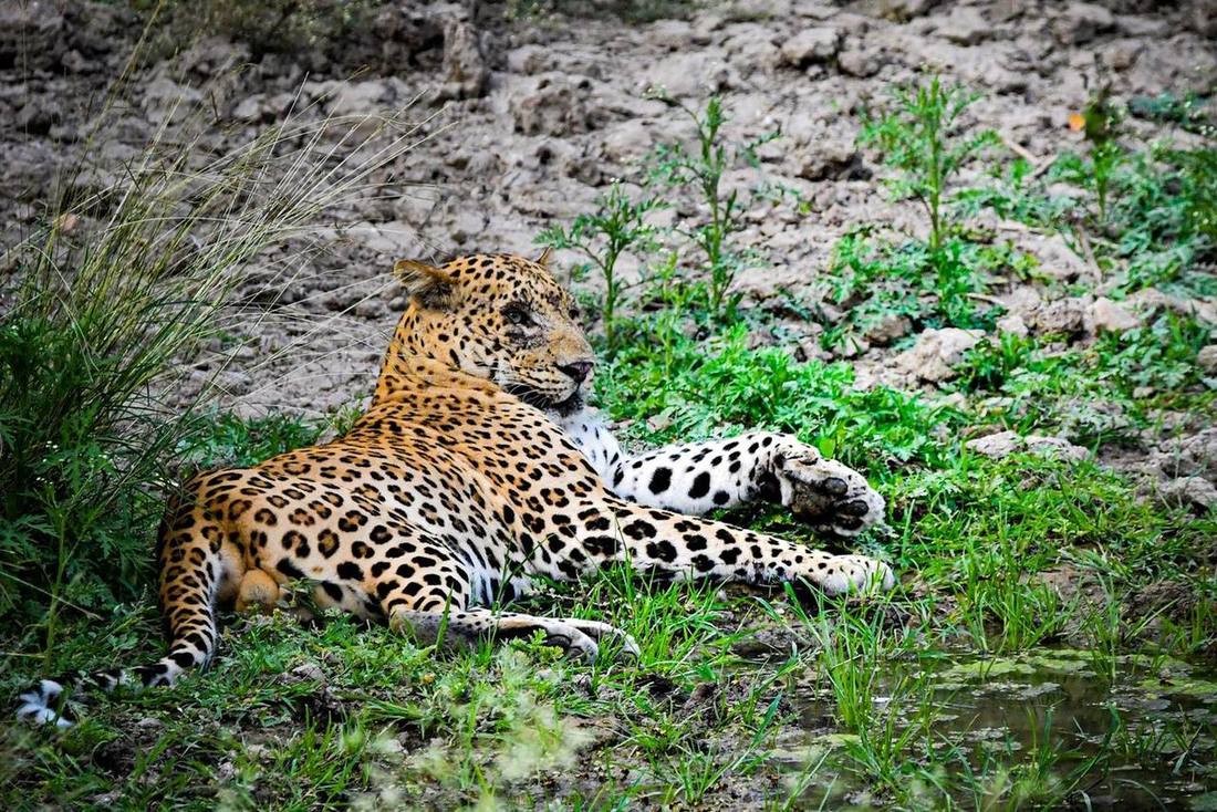 Leopard resting in the wild