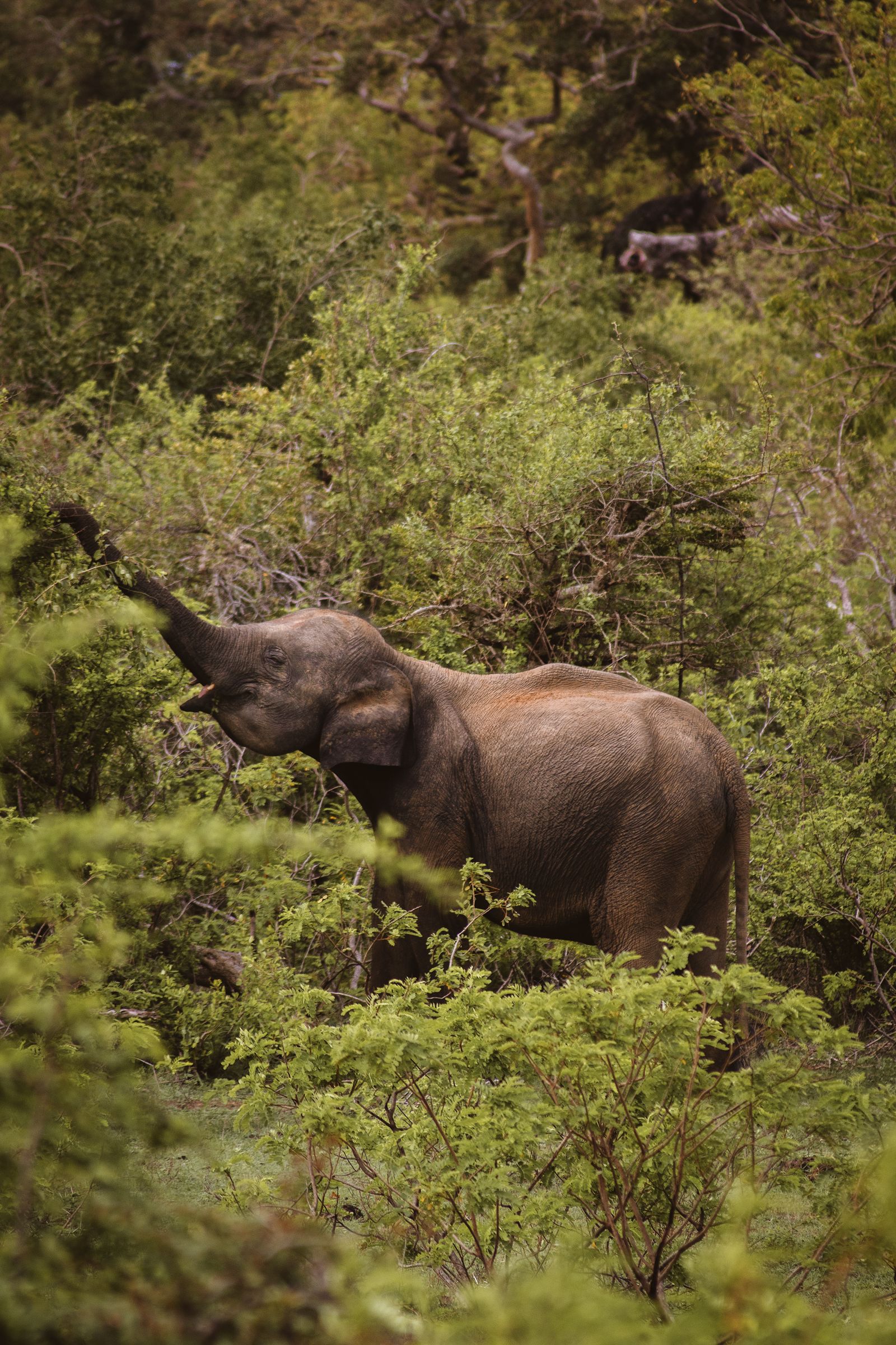 Kumana National Park