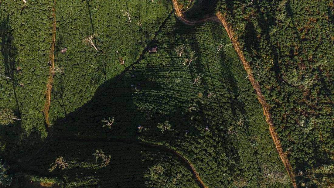 Tea estate in Sri Lanka