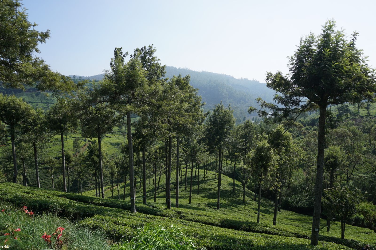 Lipton's Seat, Haputale