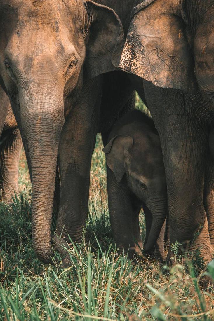 Asian elephant family