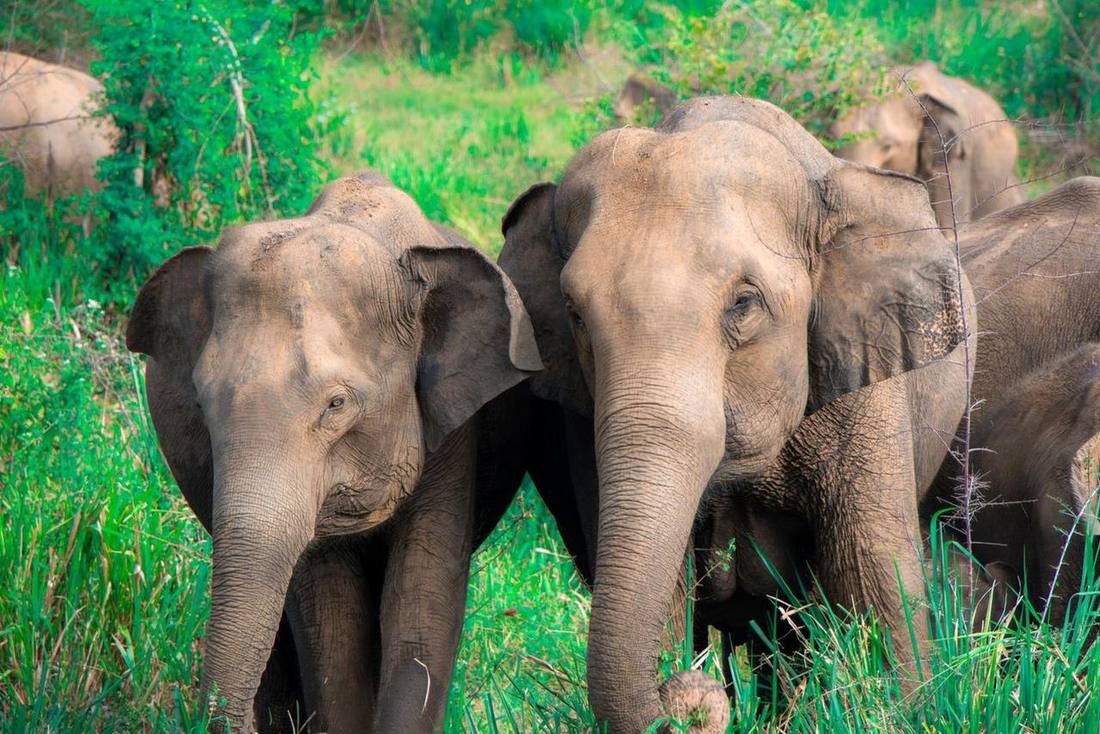 Elephants in the Sri Lankan landscape