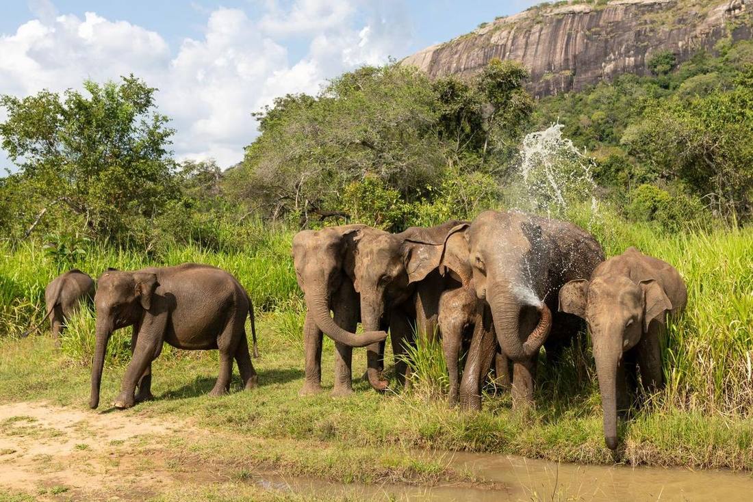 Wild elephants enjoying water