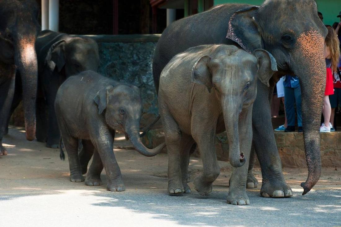 Five elephants in Sri Lanka