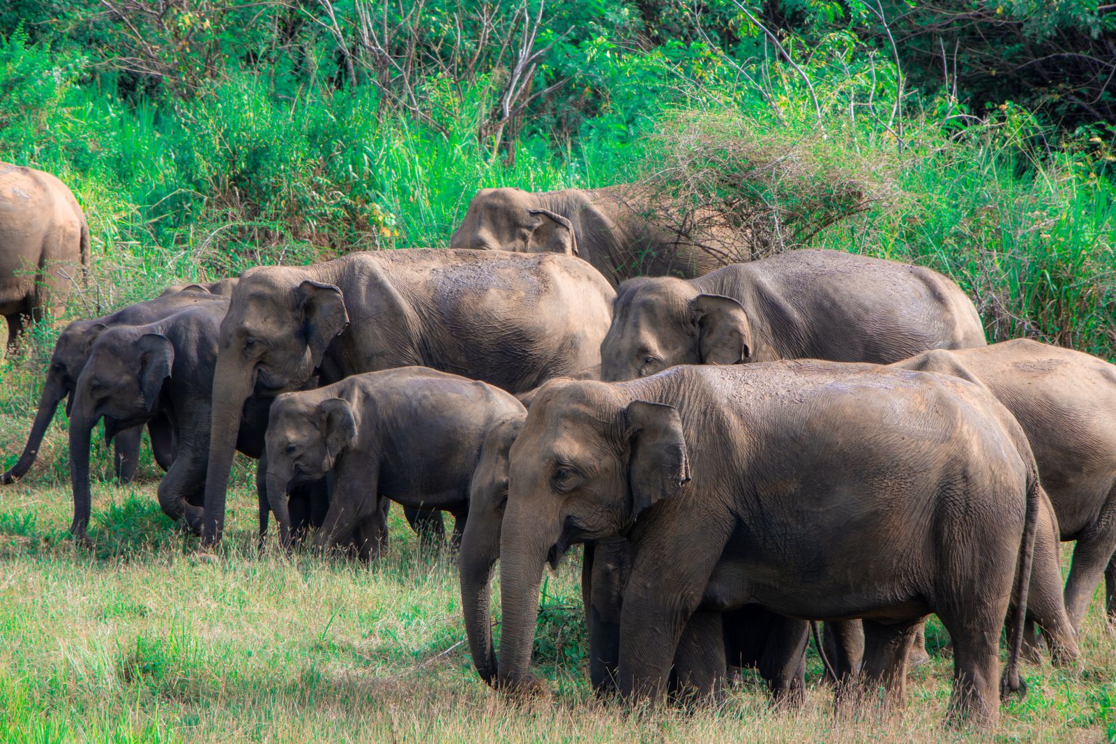 Minneriya & Kaudulla National Parks