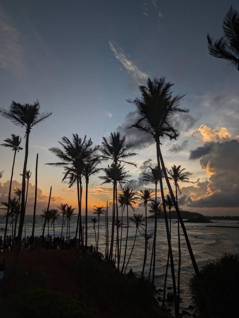 Palm trees at sunset in Mirissa