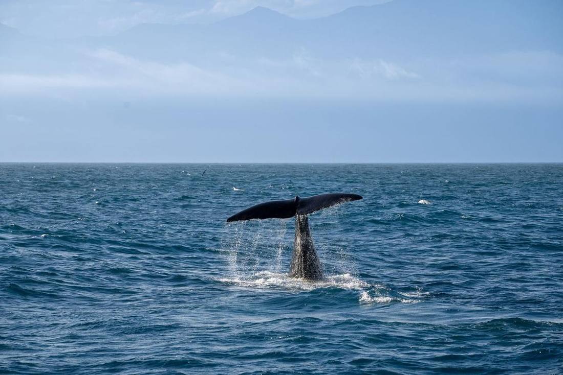 Whale tail above the ocean