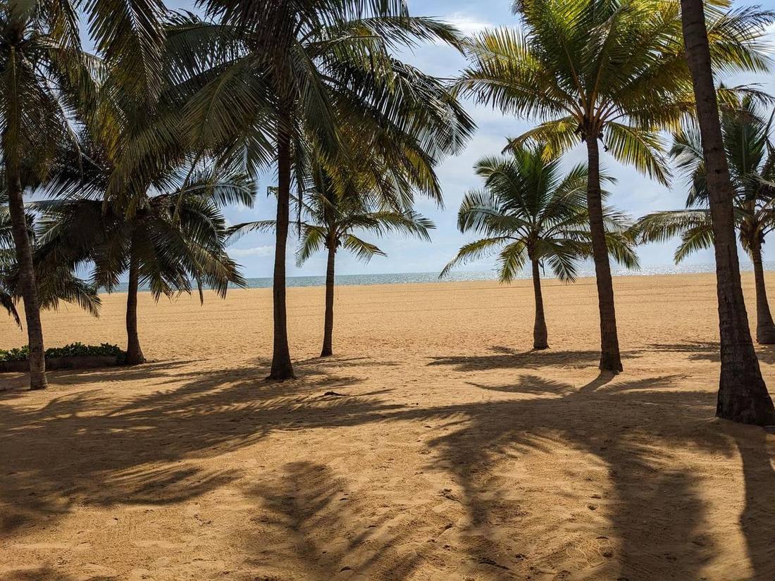 Palm-lined beach in Negombo