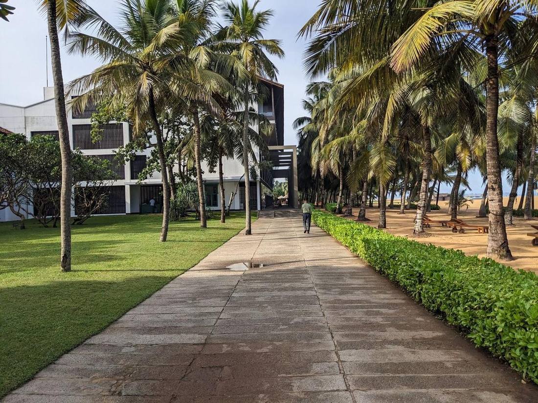 Palm-lined pathway in Negombo