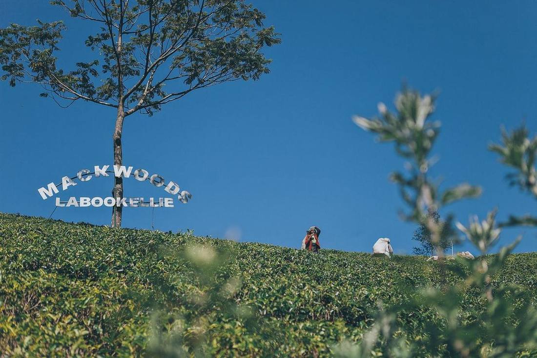 Tea pickers on a plantation