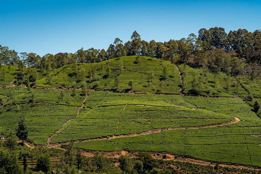 Lush tea plantation
