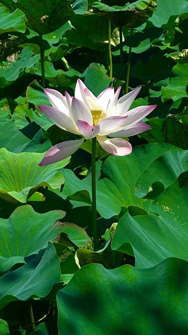 Lotus flower