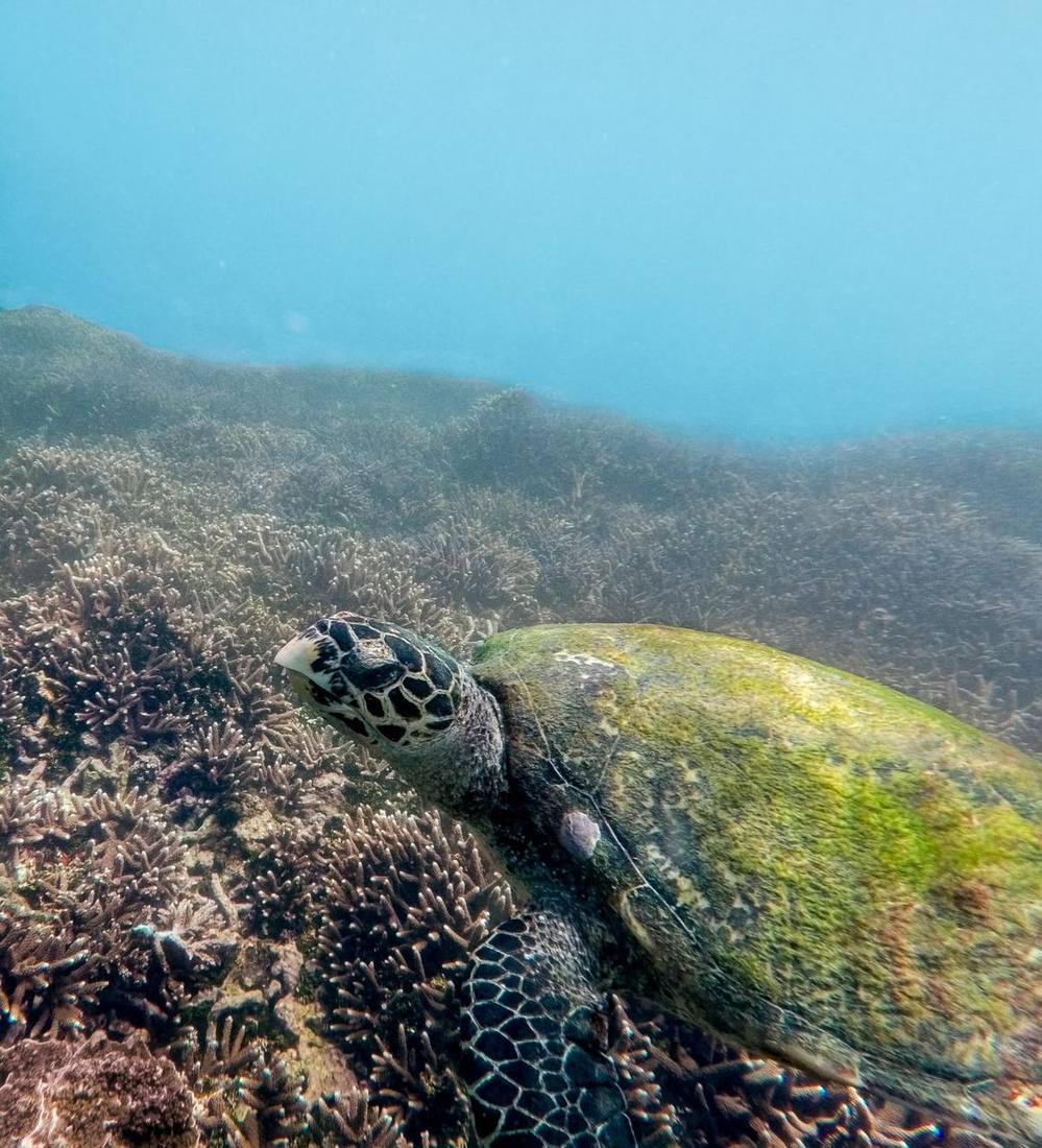 Sea turtle swimming