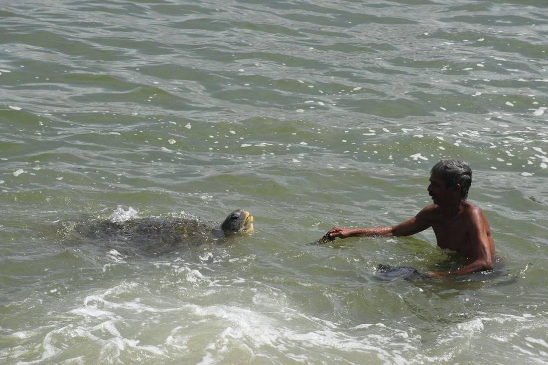 Swimming with a turtle