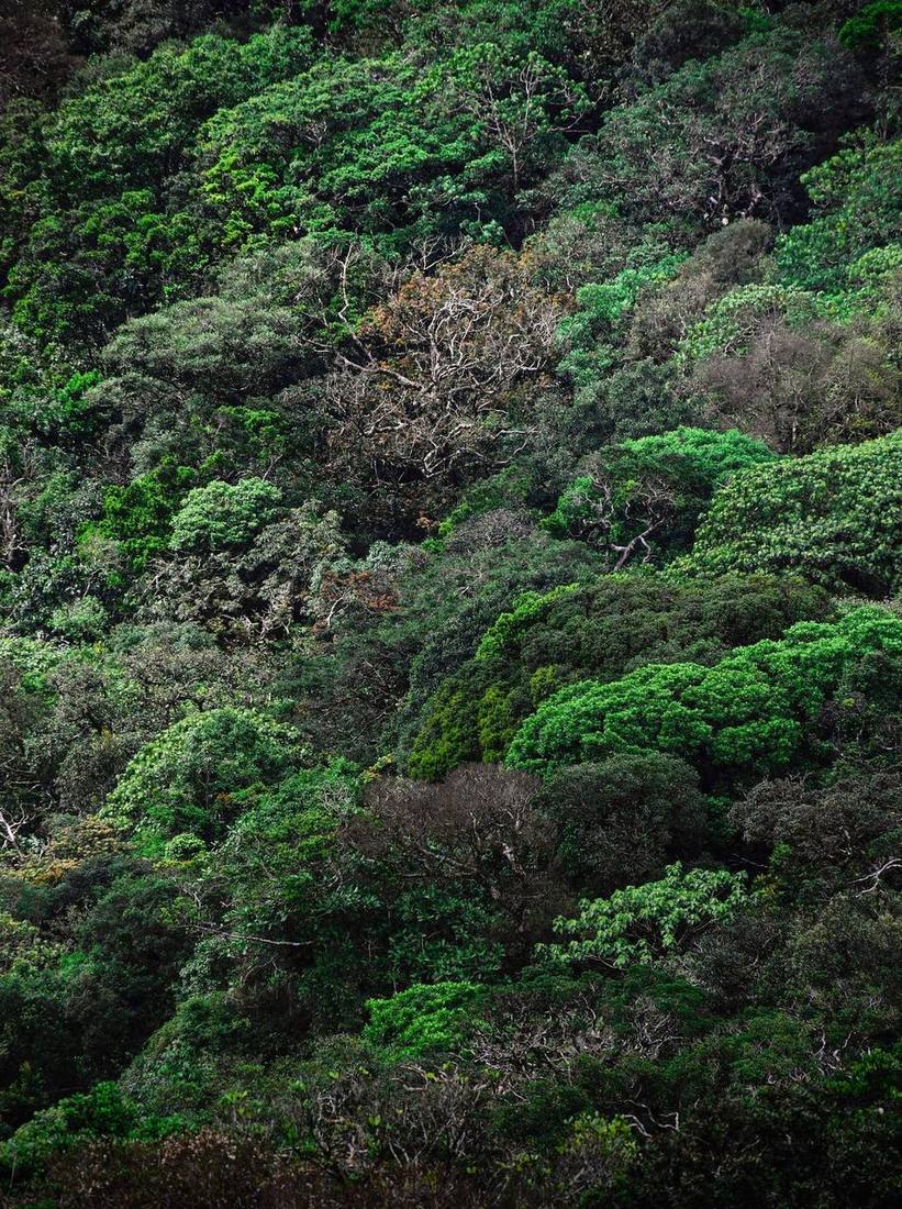 Green trees in the forest