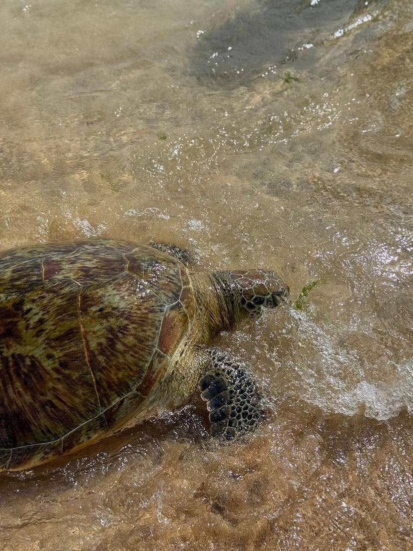 Sea turtle returning to the ocean