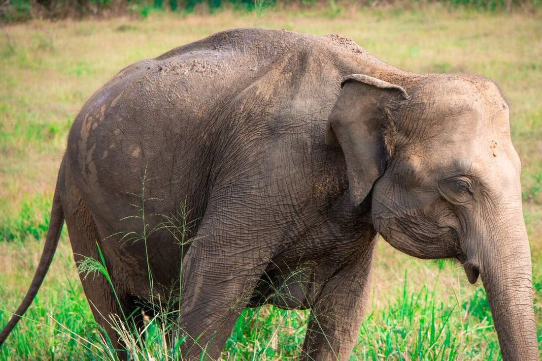 Asian elephant grazing