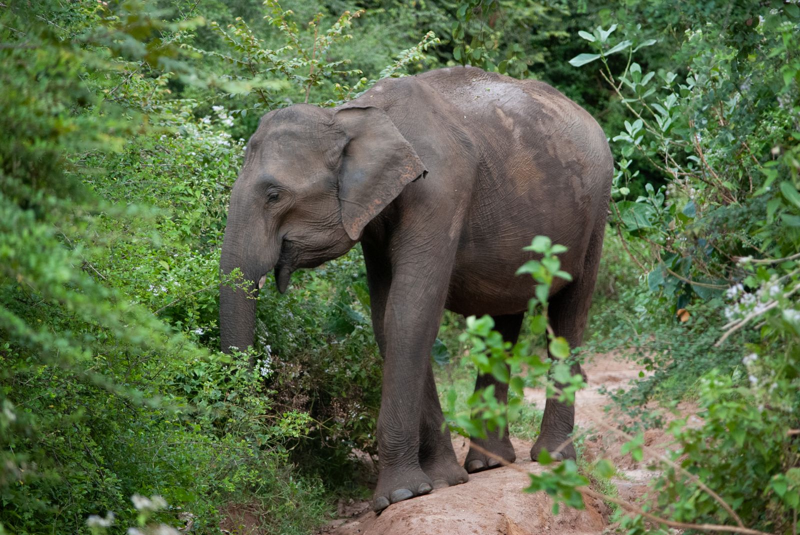 Udawalawe & the Elephant Transit Home