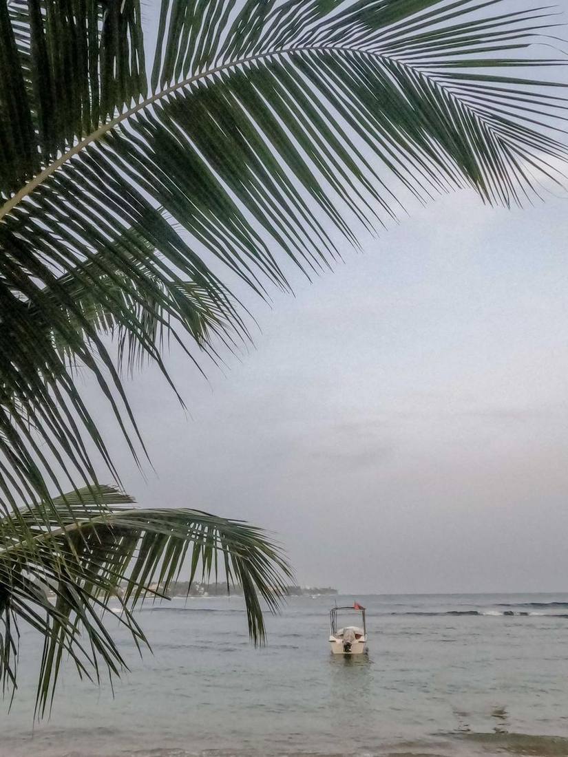 Coconut palms beside the sea