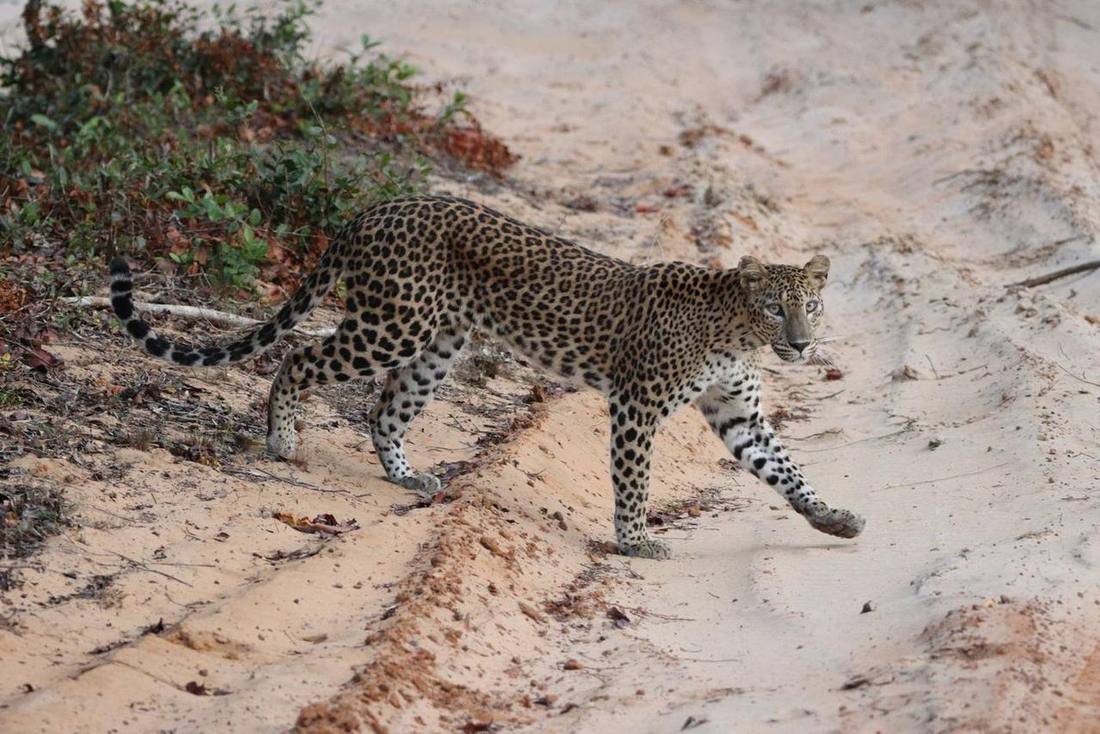 Leopard walking on sand