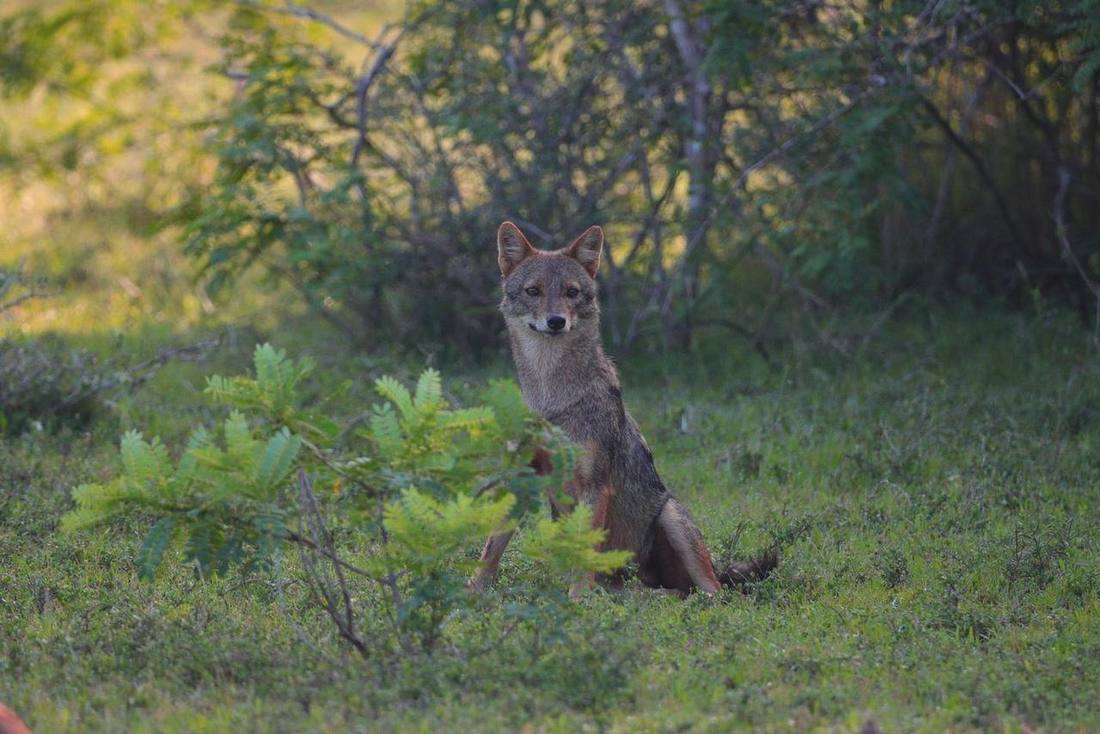 Jackal in a field