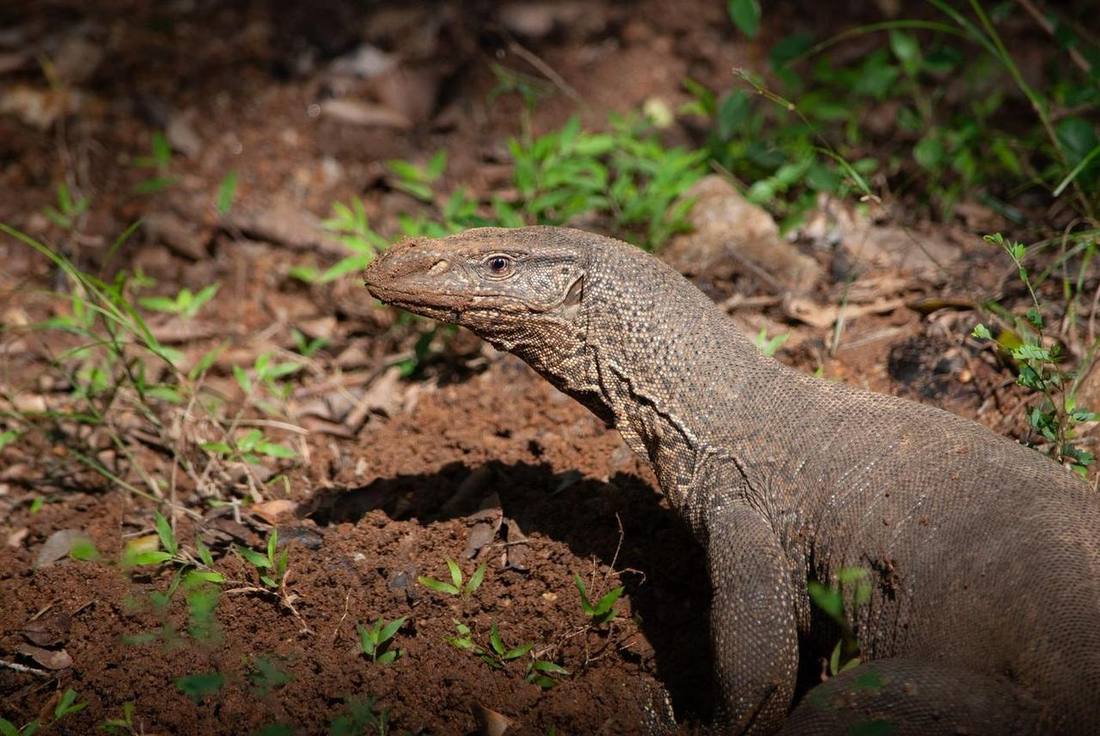 Bengal monitor lizard
