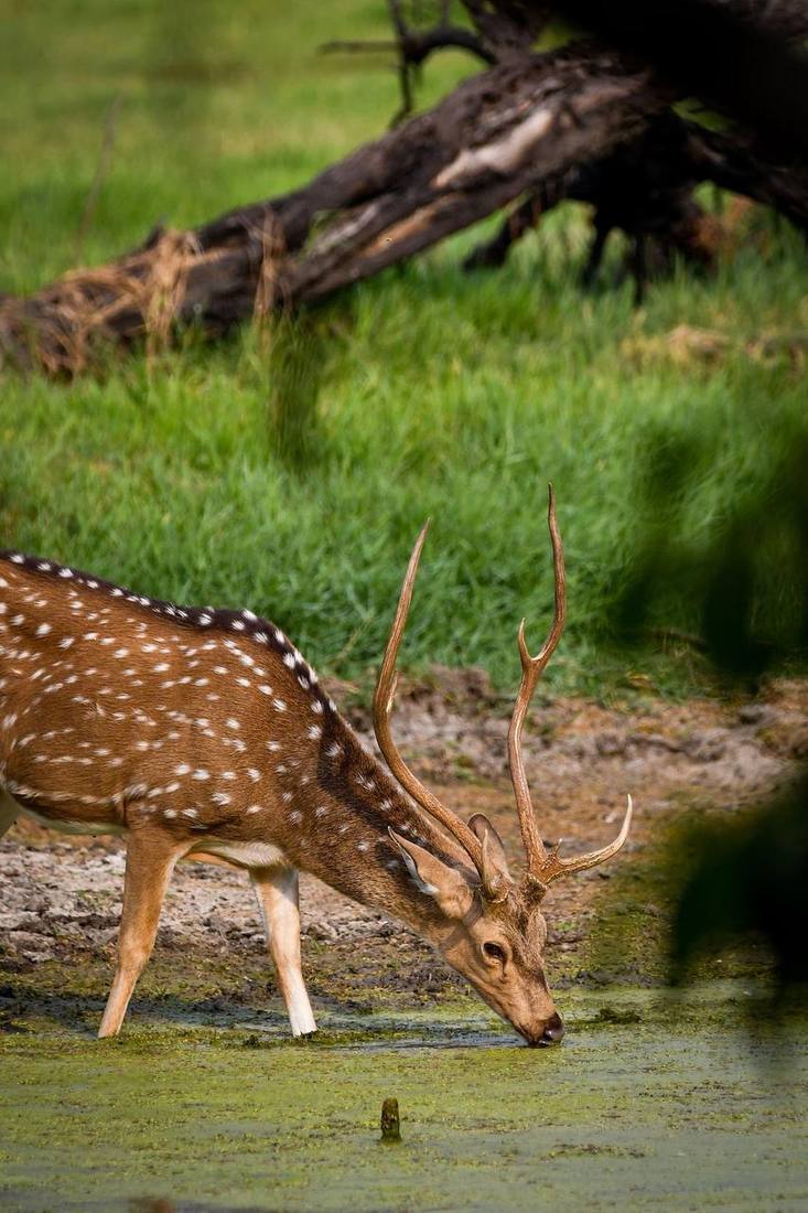 Spotted deer drinking by a pond