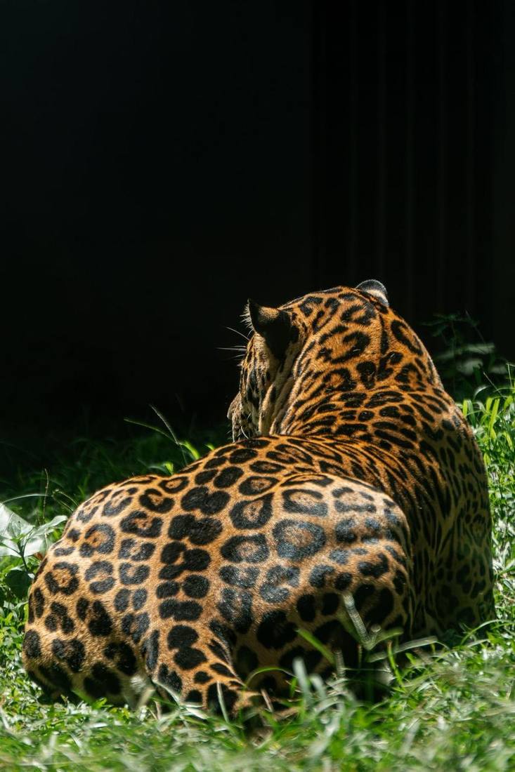 Leopard in the wilderness
