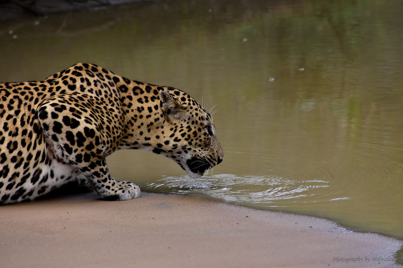 Wilpattu National Park
