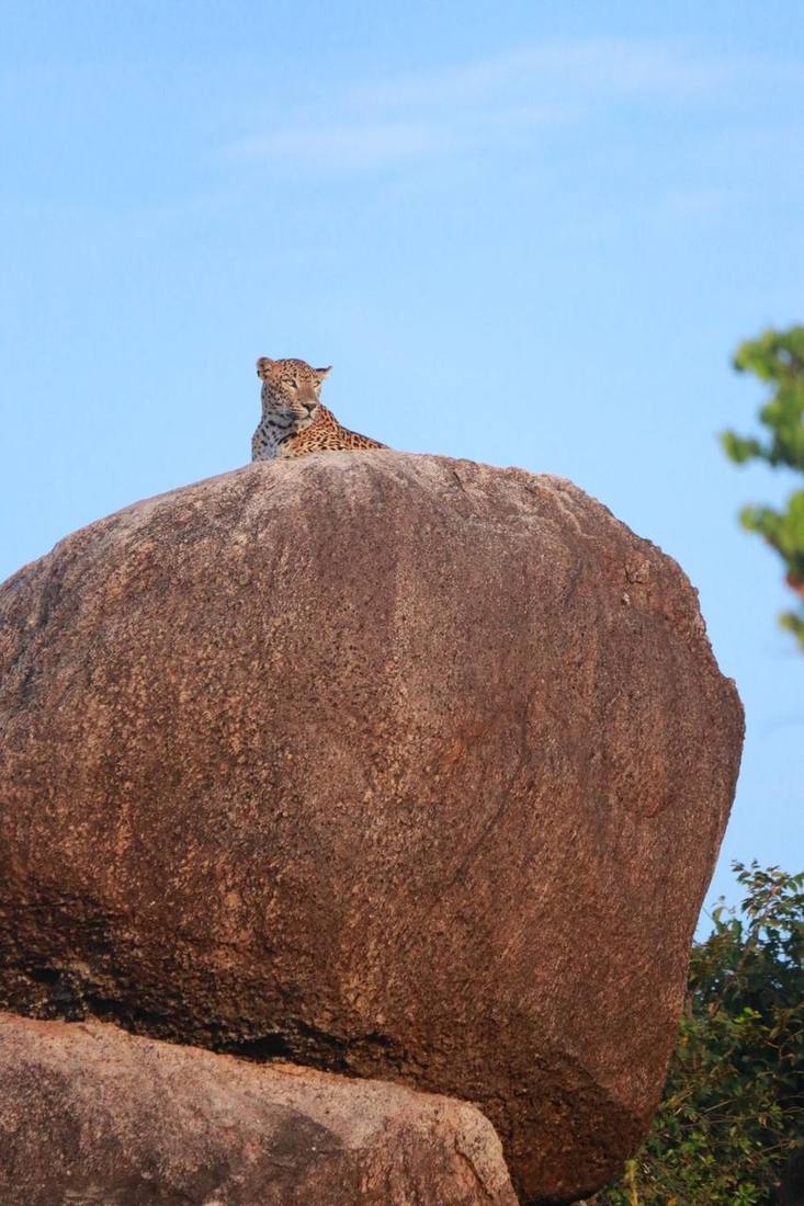 Leopard on a rock