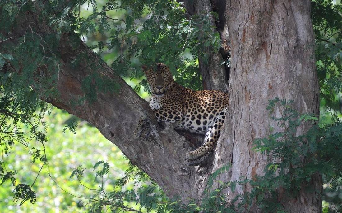 Leopard resting in a tree