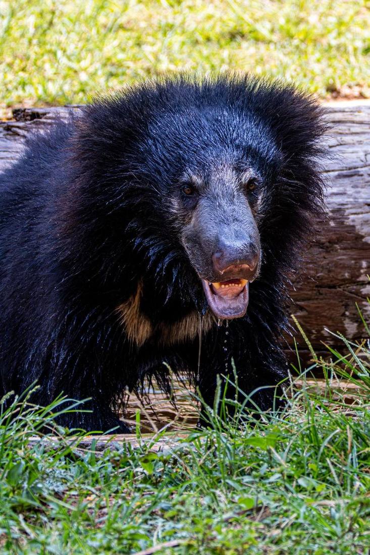 Sloth bear