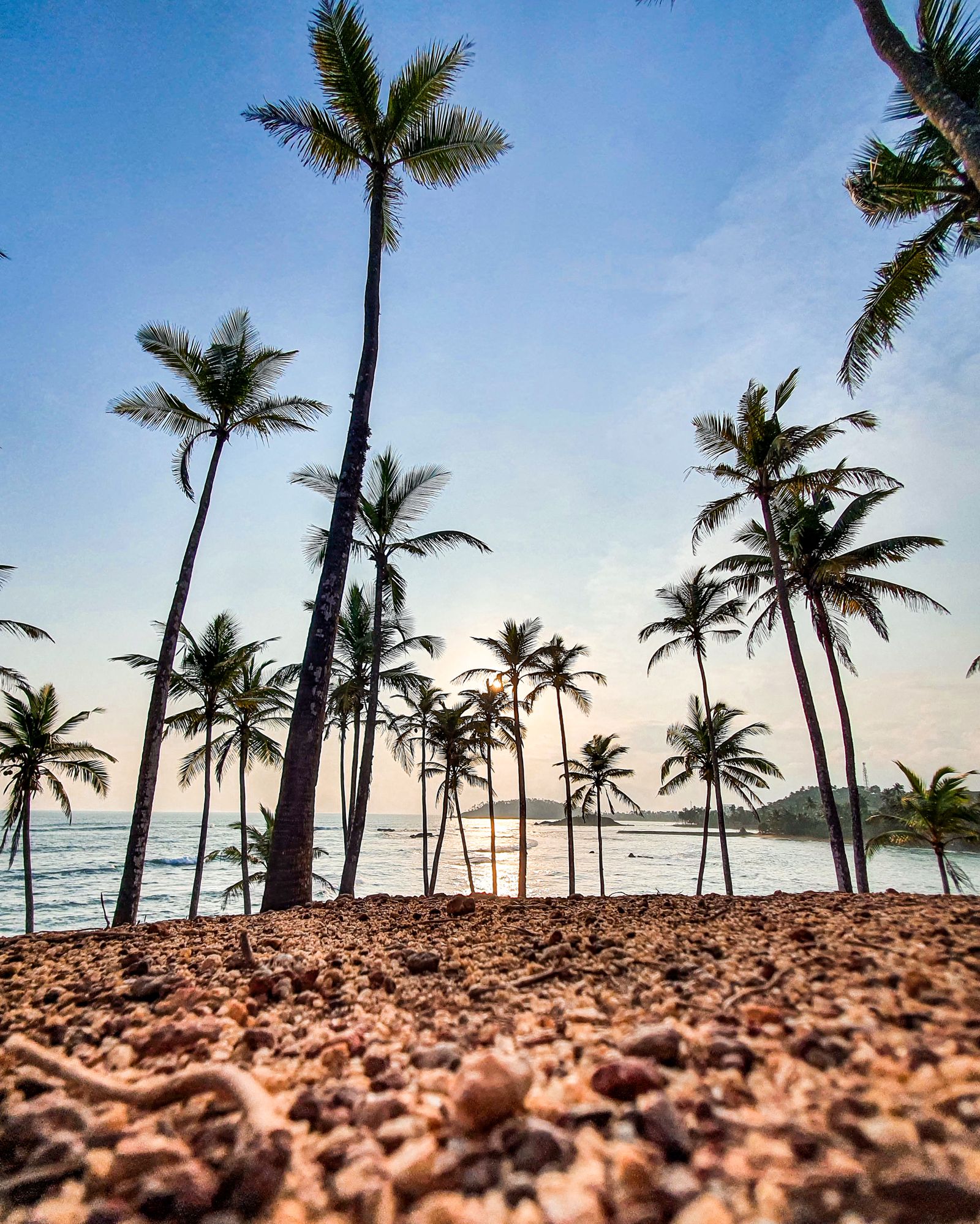 Palm-lined beach at Mirissa