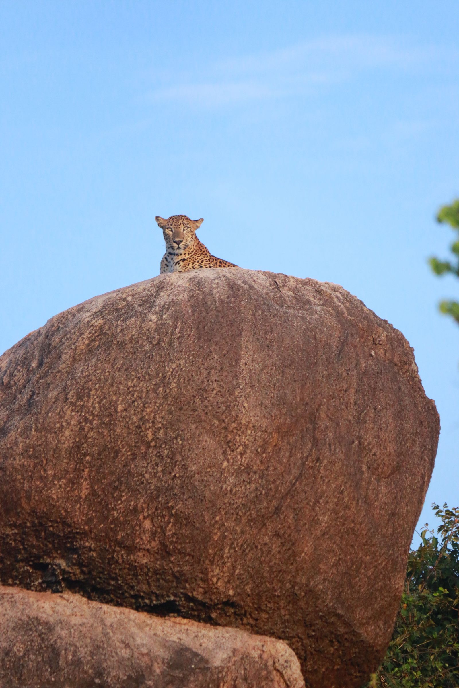 Leopard resting on a boulder in Sri Lanka